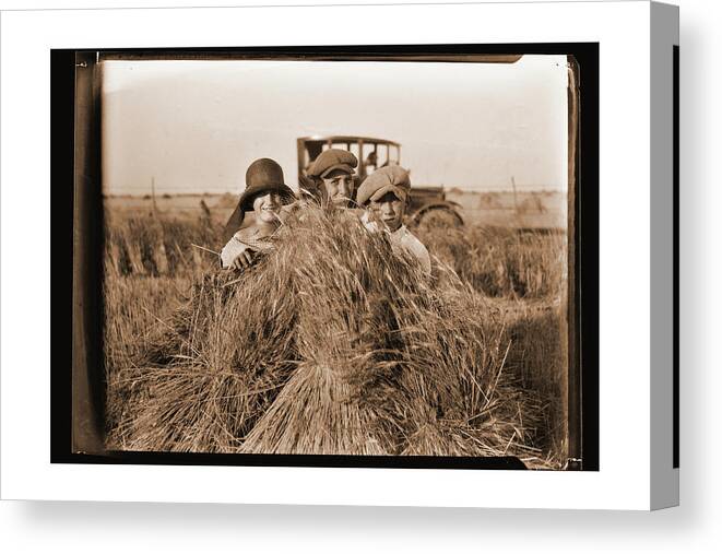 Wheat Canvas Print featuring the photograph 3 Bundles of Joy by Brian Duram