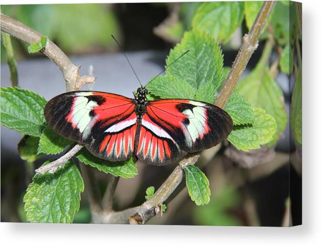 Butterfly Canvas Print featuring the photograph Butterfly by Richard Krebs
