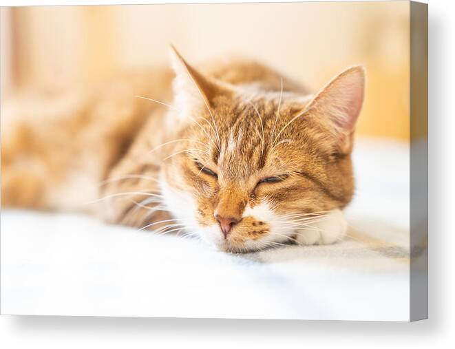Pet Canvas Print featuring the photograph Cat #3 by Kondou Kazumasa