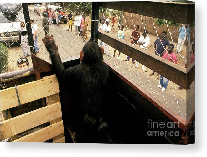 African Canvas Print featuring the photograph Chimpanzee Reintroduction #3 by Patrick Landmann/science Photo Library