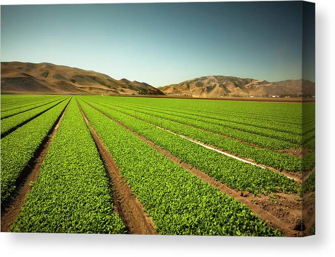 Environmental Conservation Canvas Print featuring the photograph Crops Grow On Fertile Farm Land #3 by Pgiam