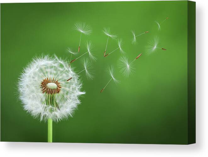 Abstract Canvas Print featuring the photograph Dandelion Blowing #3 by Bess Hamiti