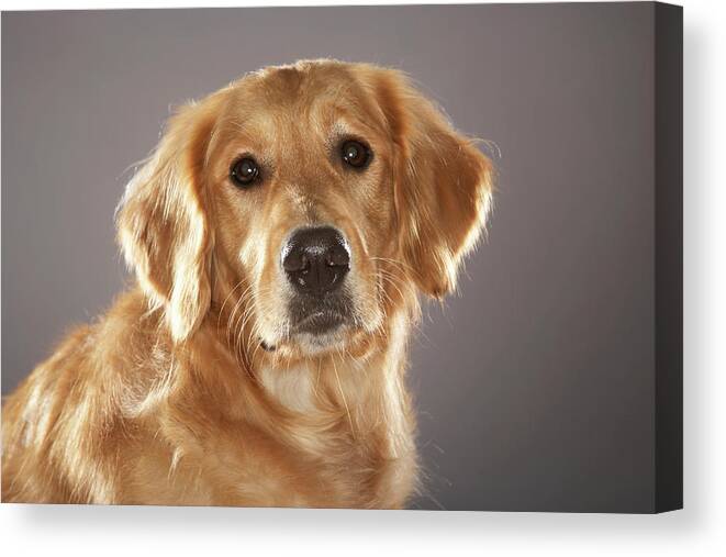 Pets Canvas Print featuring the photograph Dog #3 by Chris Amaral