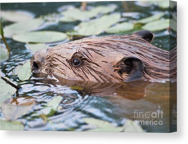Beaver Canvas Print featuring the photograph European Beaver #3 by David Woodfall Images/science Photo Library