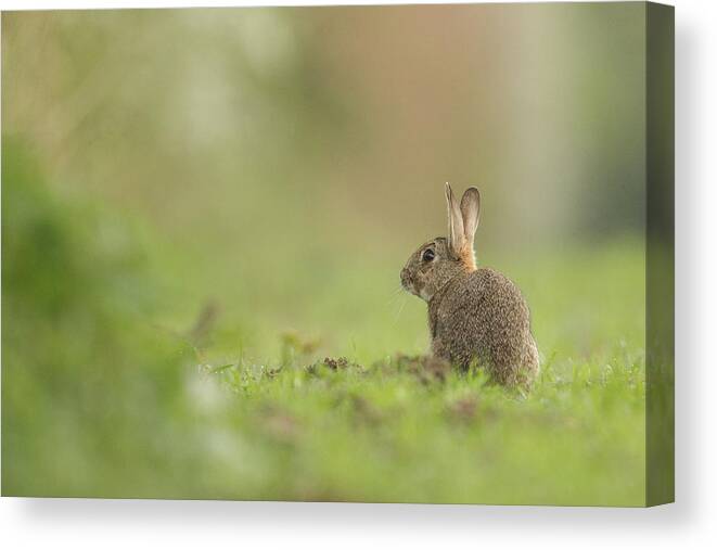 Animal Canvas Print featuring the photograph European Rabbit, Adult. Isolated #3 by Sarah Darnell