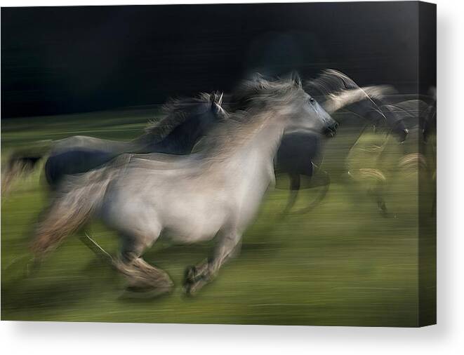 Animal Canvas Print featuring the photograph In Gallop #3 by Milan Malovrh