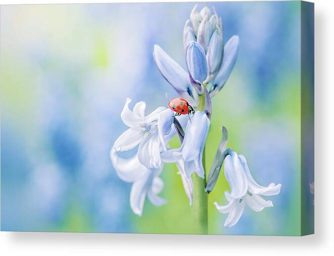 Ladybird Canvas Print featuring the photograph Lady In Blue #3 by Jacky Parker