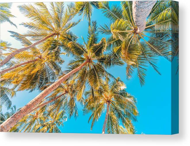 Landscape Canvas Print featuring the photograph Palm Trees With Sky In The Background #3 by Levente Bodo