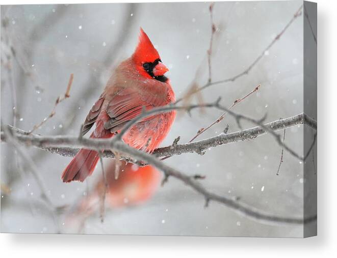 Cardinal Canvas Print featuring the photograph Snowy Cardinal by Brook Burling