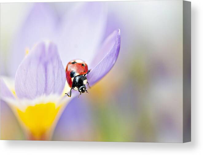 Ladybird Canvas Print featuring the photograph Spring Lady #3 by Jacky Parker