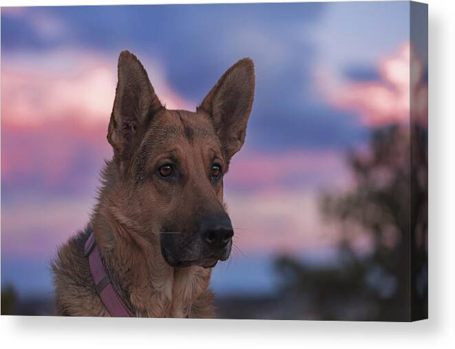 Animal Canvas Print featuring the photograph Liesl #30 by Brian Cross