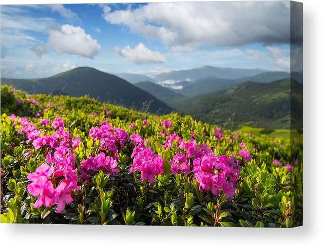 Landscape Canvas Print featuring the photograph Rhododendron Flowers Covered Mountains #32 by Ivan Kmit