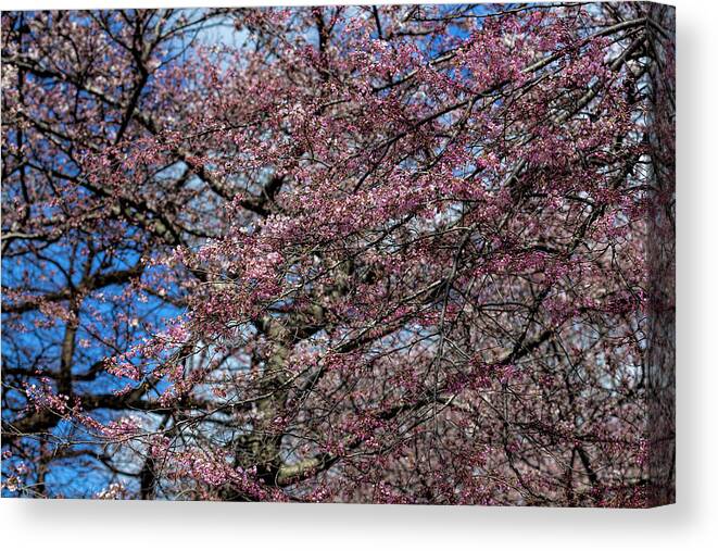 Cherry Blossoms Canvas Print featuring the photograph Cherry Blossoms #327 by Robert Ullmann