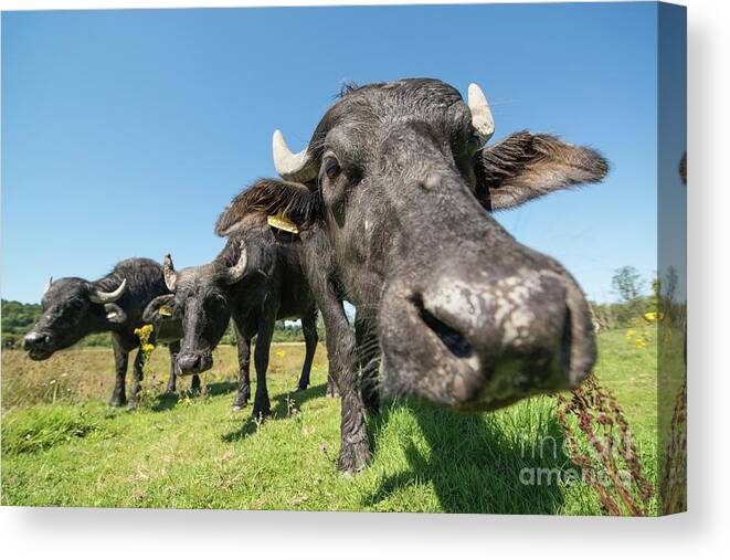 Asian Canvas Print featuring the photograph Asian Water Buffalo At Cilgerran Nature Reserve #4 by Andy Davies/science Photo Library