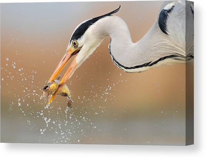 Heron Canvas Print featuring the photograph Catching #4 by Jun Zuo
