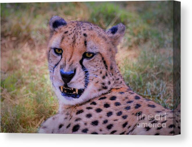  The Cheetah Canvas Print featuring the photograph Cheetah #1 by Savannah Gibbs