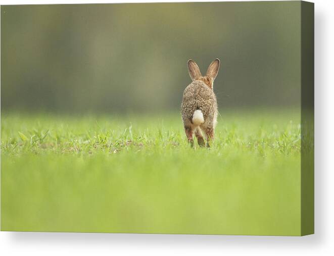 Animal Canvas Print featuring the photograph European Rabbit, Adult. Isolated #4 by Sarah Darnell