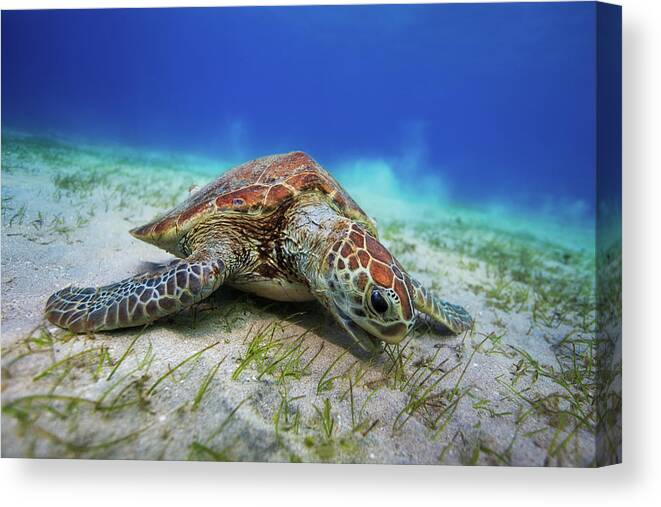 Turtle Canvas Print featuring the photograph Green Turtle #4 by Barathieu Gabriel