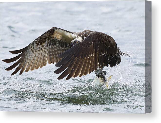 Osprey Canvas Print featuring the photograph Osprey #4 by Johnny Chen