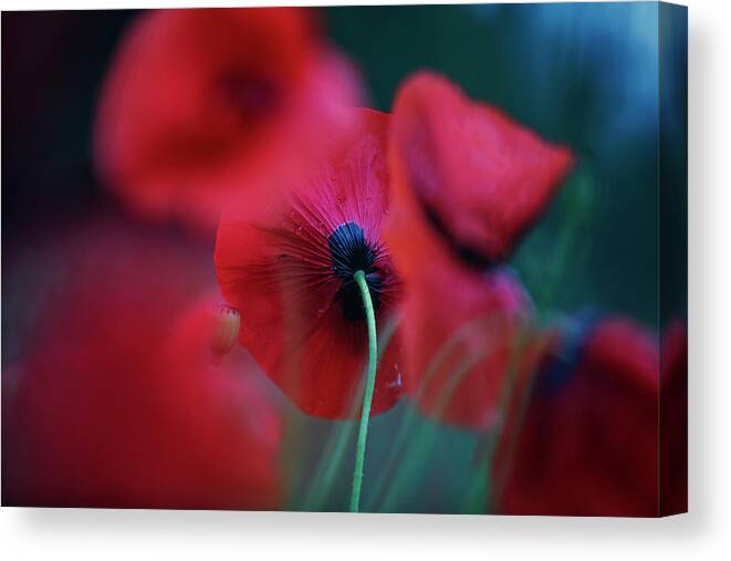 Poppy Canvas Print featuring the photograph Red Corn Poppy Flowers #4 by Nailia Schwarz