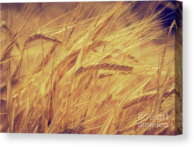 Wheat Canvas Print featuring the photograph Wheat #4 by Jelena Jovanovic