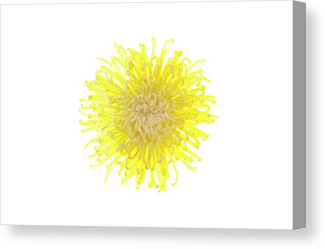 White Background Canvas Print featuring the photograph Chrysanthemum Flower #5 by Nicholas Rigg