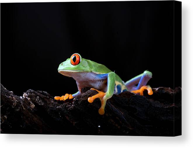 Amphibian Canvas Print featuring the photograph Red Eyed Tree Frog #5 by Dikky Oesin