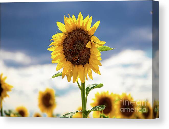 Sunflower Canvas Print featuring the photograph Sunflowers #5 by JD Smith