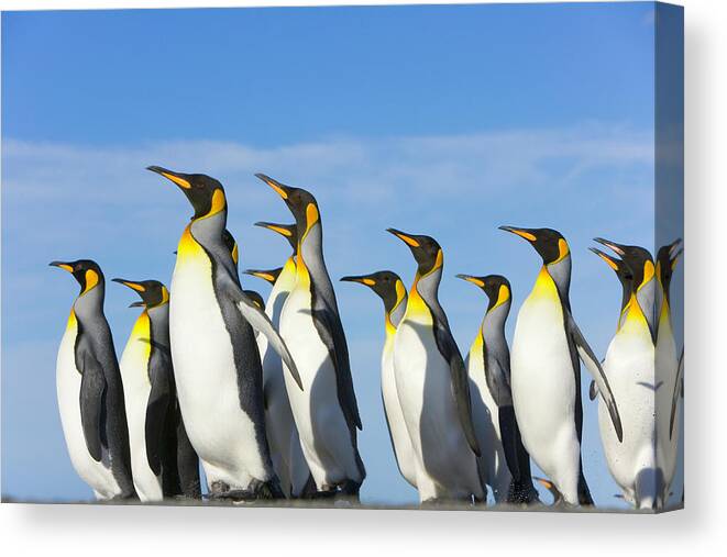 Animal Themes Canvas Print featuring the photograph King Penguins Aptenodytes Patagonicus #6 by Eastcott Momatiuk