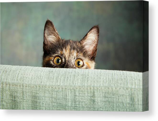 Photography Canvas Print featuring the photograph Portrait Of A Tortoiseshell Cat #6 by Panoramic Images