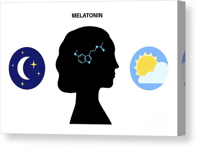 Melatonin Canvas Print featuring the photograph Sleep Wake Cycle #6 by Pikovit / Science Photo Library