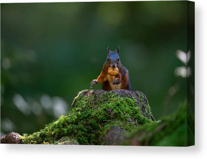 Squirrel Canvas Print featuring the photograph Untitled #6809 by 