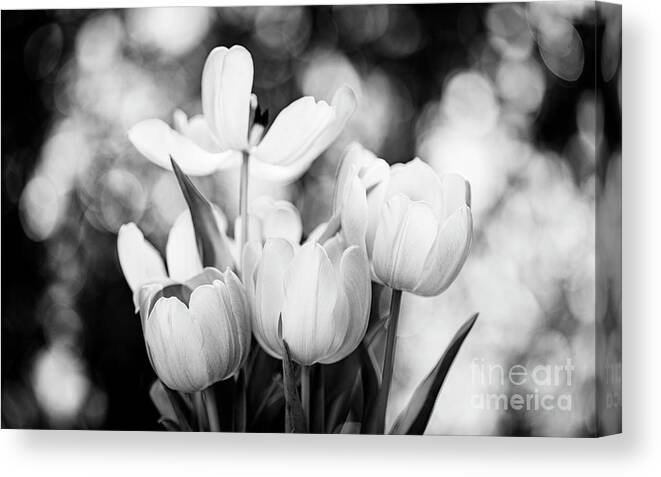 Background Canvas Print featuring the photograph Blooming Tulip Flowers by Raul Rodriguez