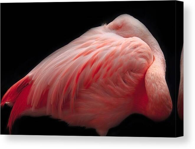Flamingo
Animal
Bird
Wildlife
Feathers
Pink Canvas Print featuring the photograph Portrait Of A Pink Flamingo #7 by Robin Wechsler