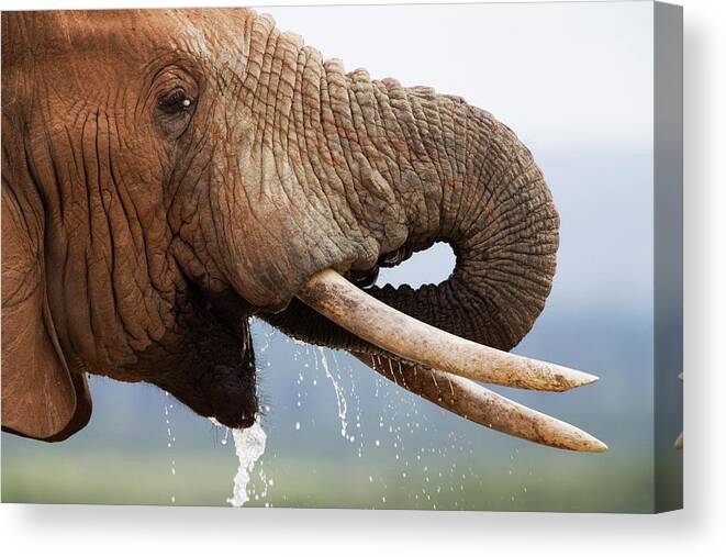 Bull Elephant (loxodonta Africana) Canvas Print featuring the photograph 743-687 by Robert Harding Picture Library