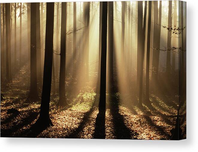 Foggy Forest And Sunrays Canvas Print featuring the photograph 756-172 by Robert Harding Picture Library