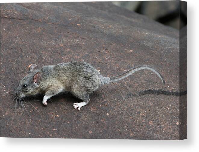 Allegheny Woodrat Canvas Print featuring the photograph Allegheny Woodrat Neotoma Magister by David Kenny
