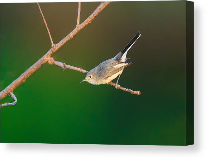 Nature Canvas Print featuring the photograph A Blue-gray Gnatcatcher by Mike He