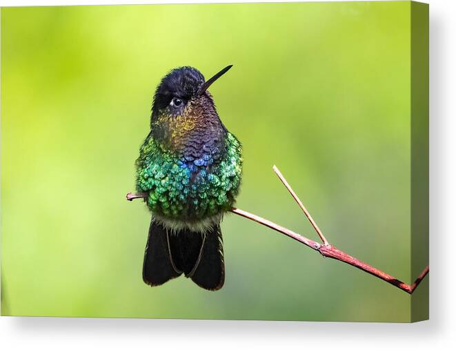 Humming Bird Canvas Print featuring the photograph A Bumming Bird With Attitude by Siyu And Wei Photography