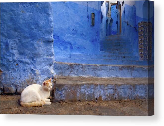 Cat Canvas Print featuring the photograph A Cat in Chefchaouen by Nicole Young