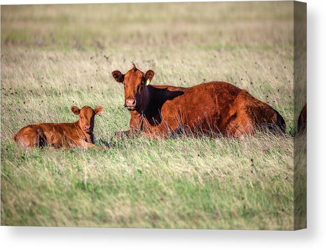 Red Angus Canvas Print featuring the photograph A Cow and Her Calf by Todd Klassy