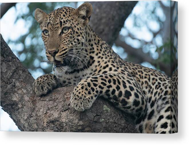Leopard Canvas Print featuring the photograph A Focused Leopard by Mark Hunter