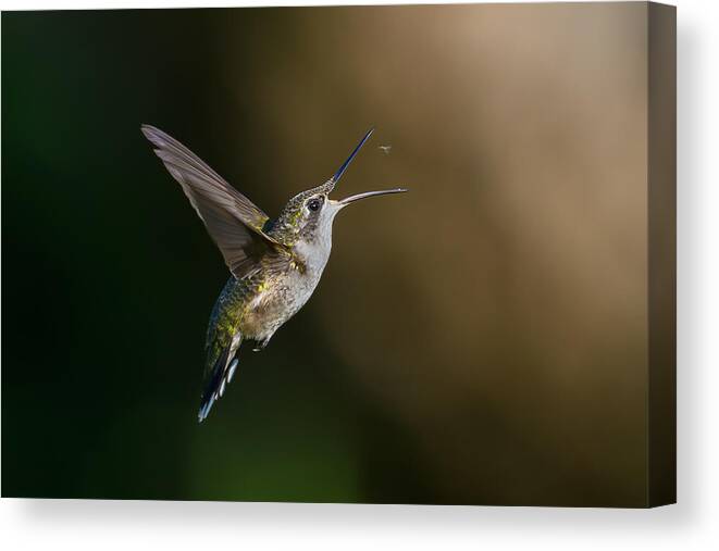 Wild Canvas Print featuring the photograph A Good Meal! by Mike He