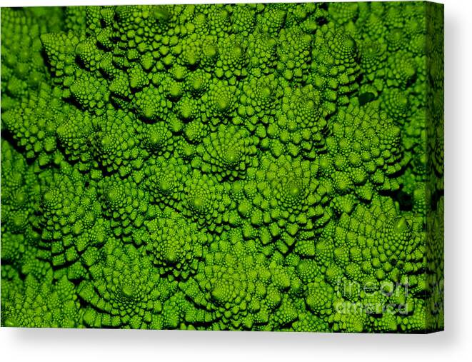 Macro Canvas Print featuring the photograph A Green Cabbage Closeup by Ziche77