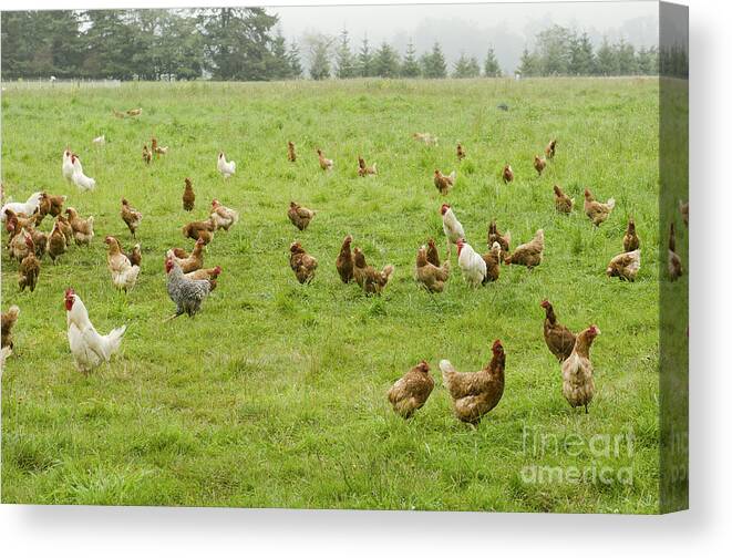 Country Canvas Print featuring the photograph A Group Of Free Range Chickens Feed by Tfoxfoto