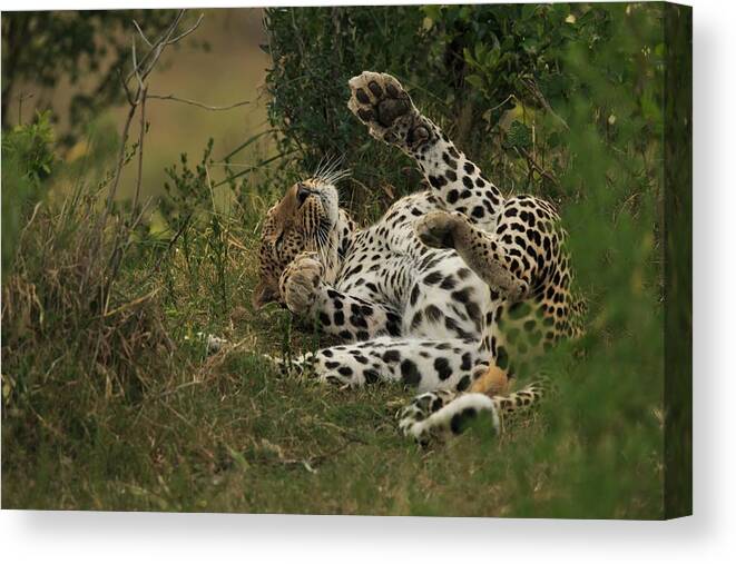 Wildlife Canvas Print featuring the photograph A Leopard In Mara Triangle by Massimo Mei