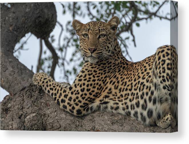 Leopard Canvas Print featuring the photograph A Leopard Gazes from a Tree by Mark Hunter