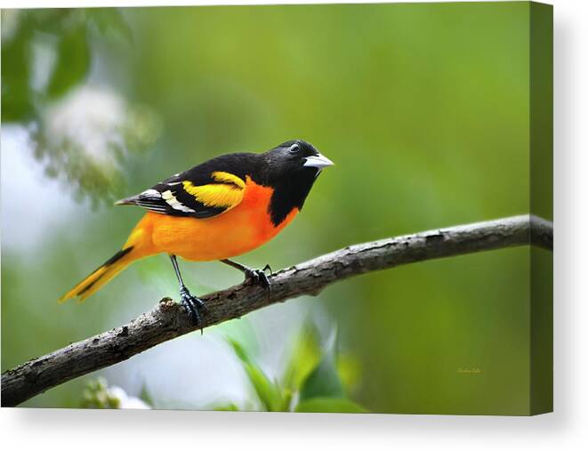 Bird Canvas Print featuring the photograph A Look To Remember by Christina Rollo
