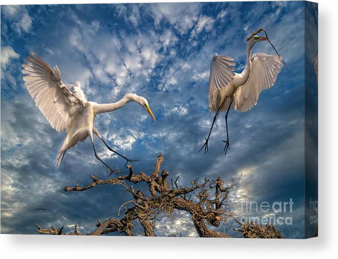 Egrets Canvas Print featuring the photograph A Magnificent View of Nature by DB Hayes