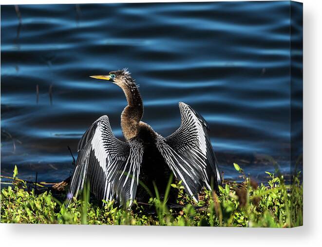 Agua Canvas Print featuring the photograph A Male Anhinga, Drying With Wings Open by Sheila Haddad